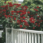Climbing Rose, 'Dublin Bay'