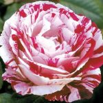 Floribunda Rose, 'Scentimental'