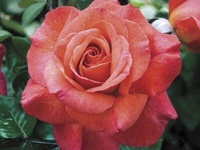 Hybrid Tea Rose, Sedona