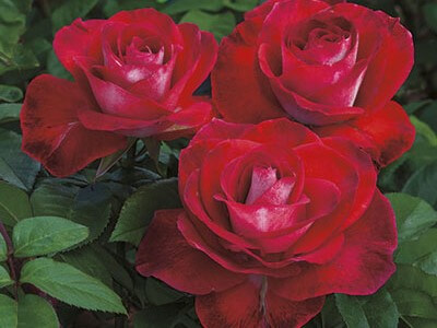 Hybrid Tea Rose, Smokin’ Hot