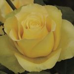 Hybrid Tea Rose, St. Patrick