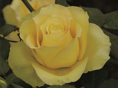 Hybrid Tea Rose, St. Patrick