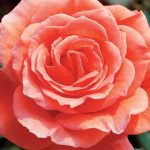 Hybrid Tea Rose, Tropicana