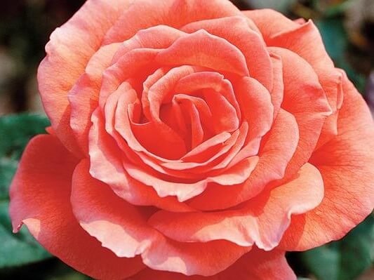 Hybrid Tea Rose, Tropicana