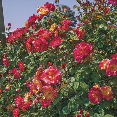 Tæl op Sammenligne Diskurs Climbing Rose, Lady in Red - Campbell's Nursery