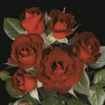 Miniature Rose, Coffee Bean