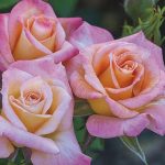 Miniature Rose, Cutie Pie