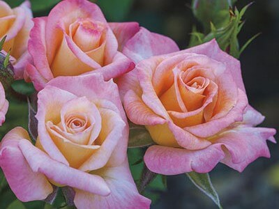 Miniature Rose, Cutie Pie