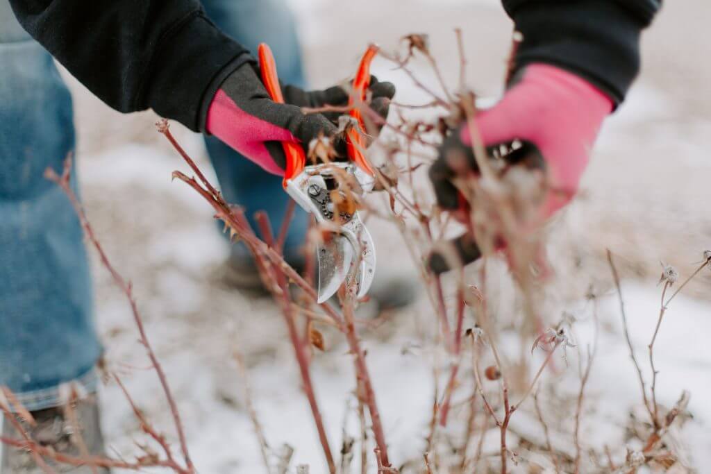 Hands pruning plants in a plant bed.