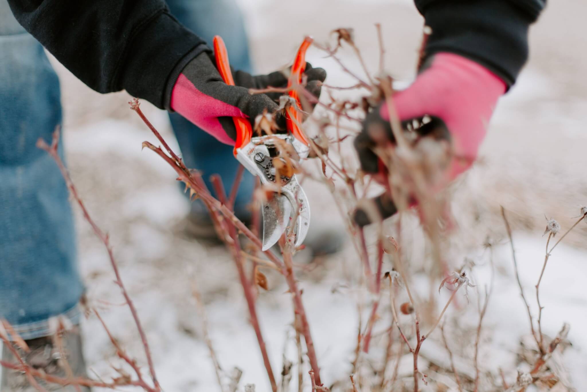 f2rMerEA Hands pruning plants in a plant bed.