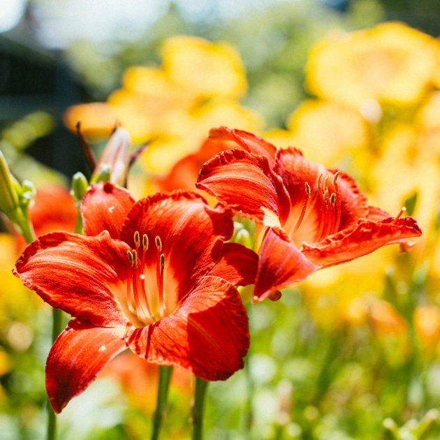 Flowering Perennials