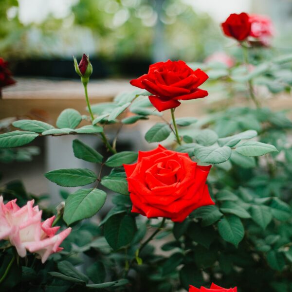 Garden Roses