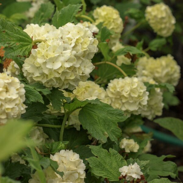 Shrubs And Roses