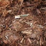 Mulch, Cedar “No Blow” Shredded