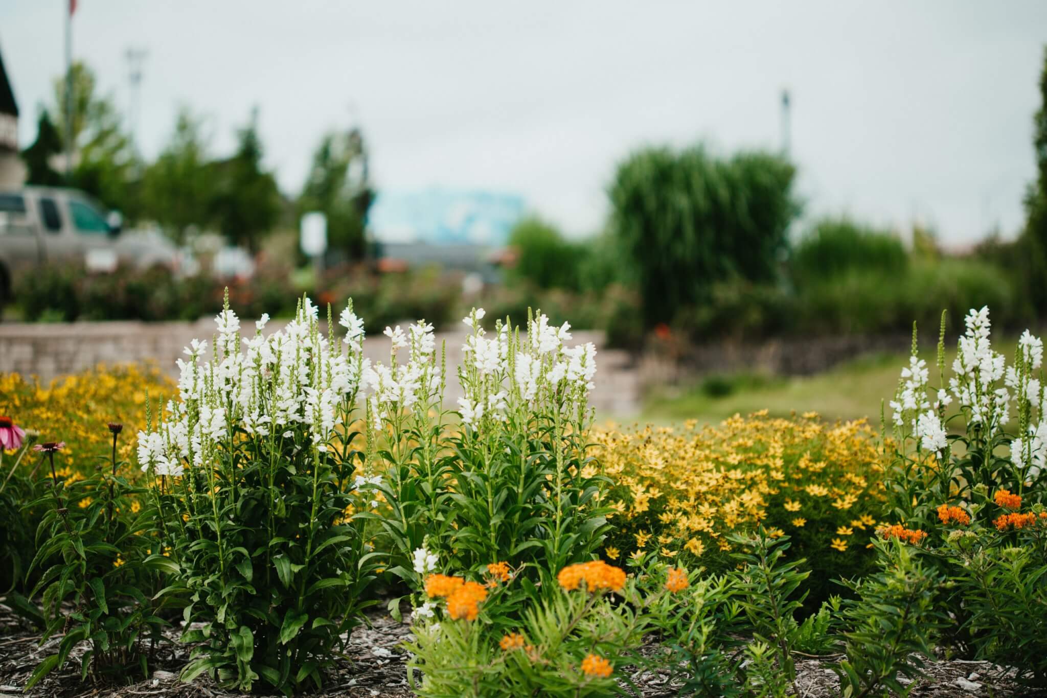 8X8A5988 A vibrant multicolored flower bed.