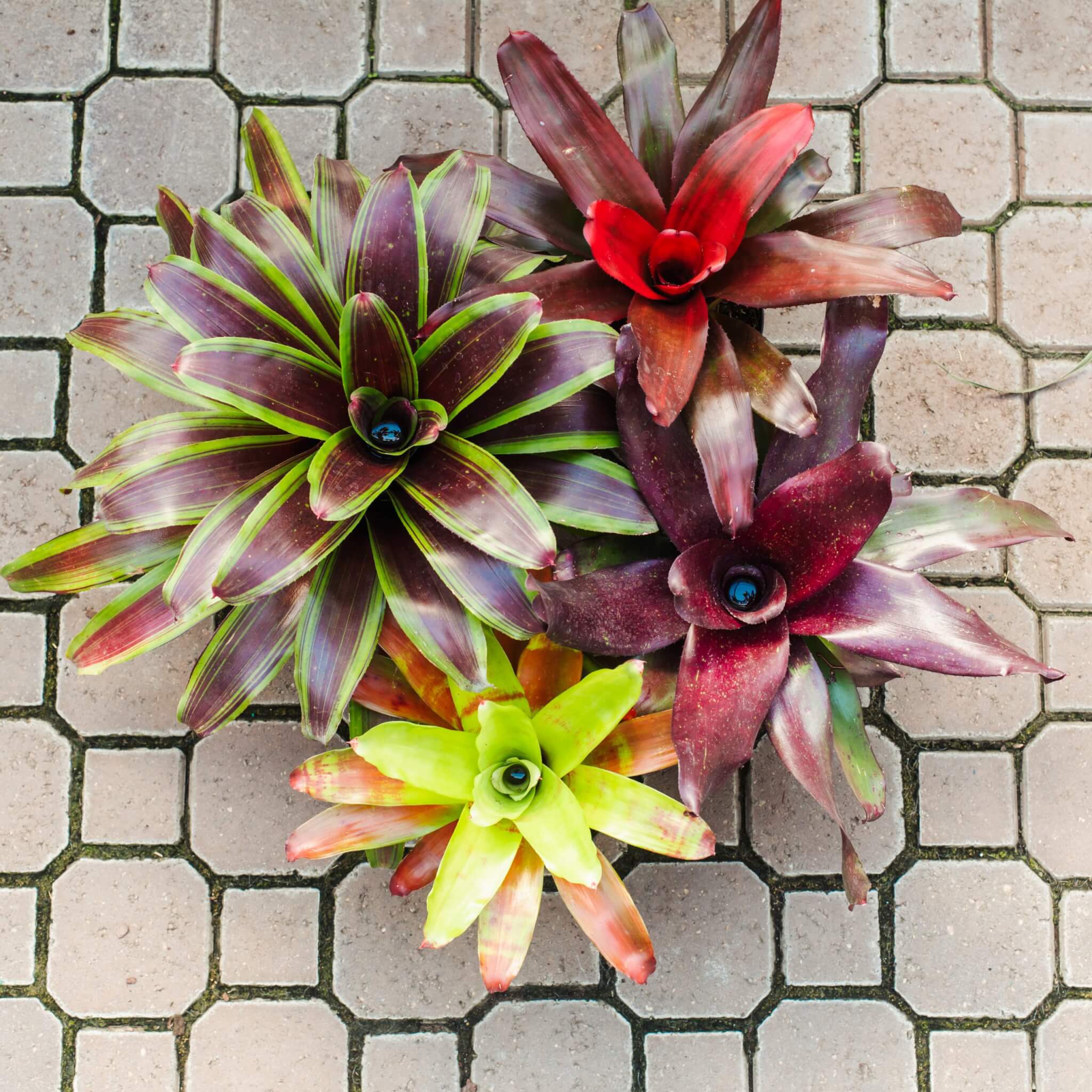 Bromeliad, Neoregelia