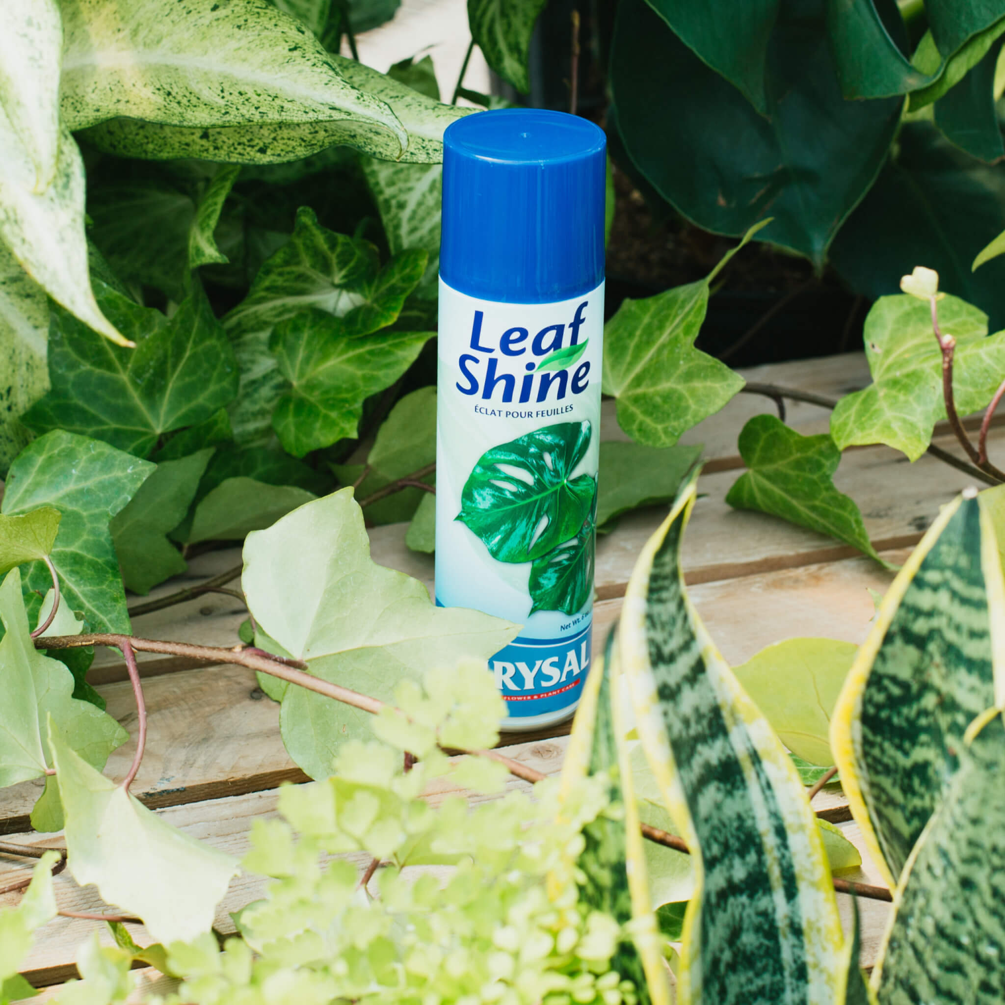 Garten Gl & uuml ⁇ ck Plant Leaf Shine Spray - قطر