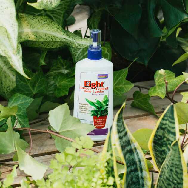 Eight Houseplant Insect Control