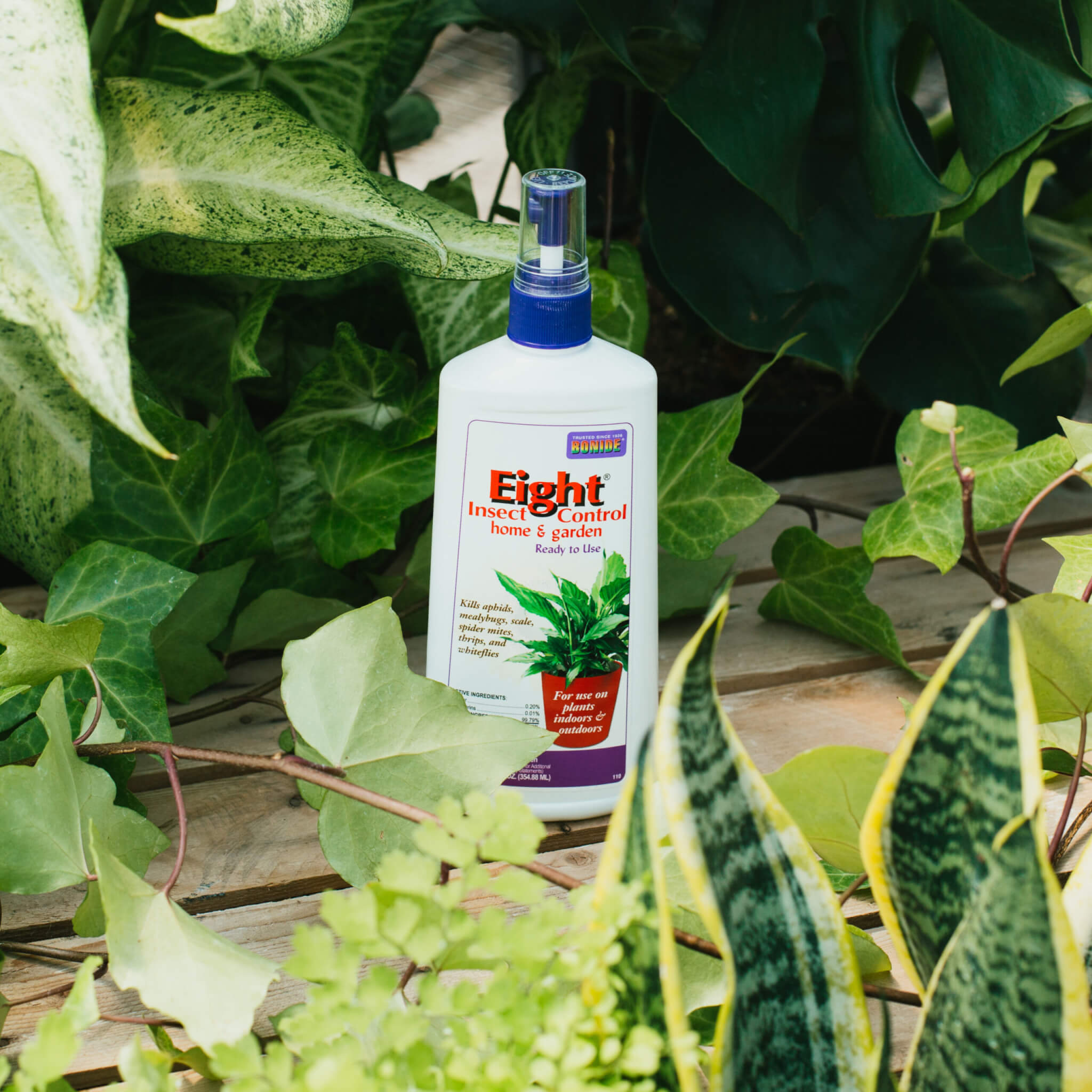 Eight Houseplant Insect Control