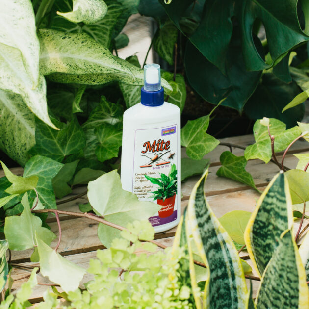 Bonide Mite X for Houseplants