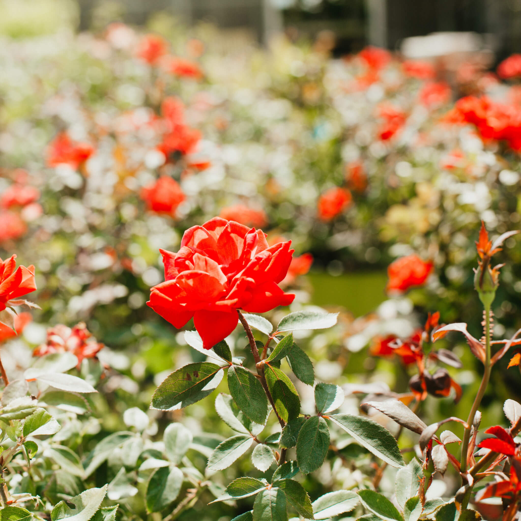 Shrub Roses