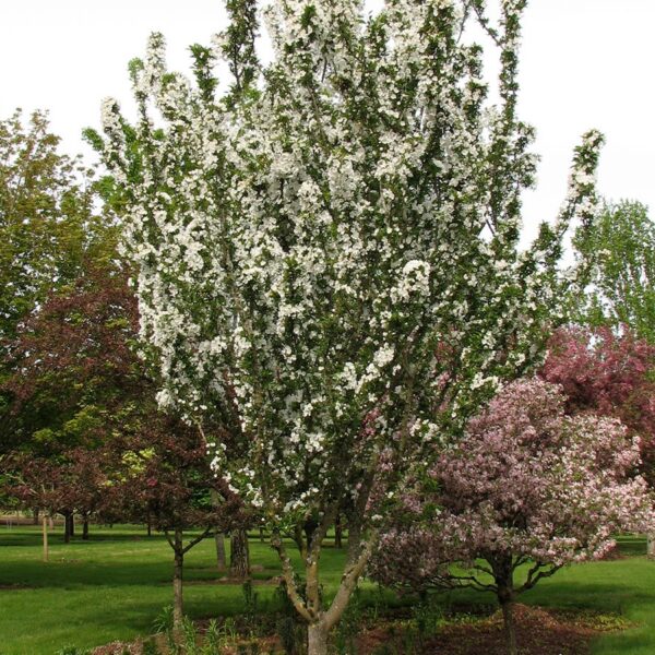 Crabapple, Adirondack