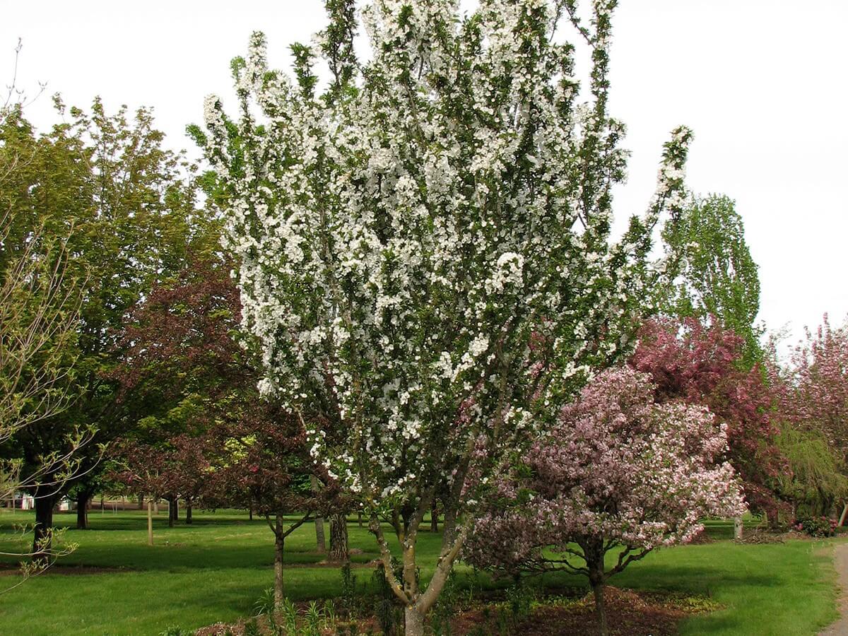 Crabapple, Adirondack