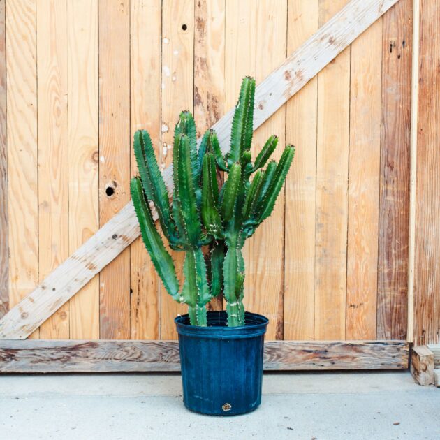 Euphorbia, African Milk Tree
