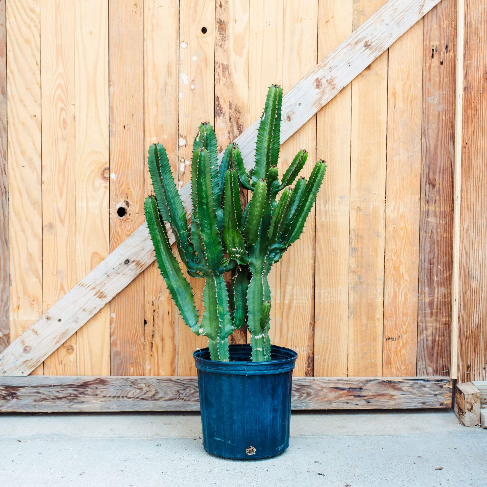 Euphorbia, African Milk Tree