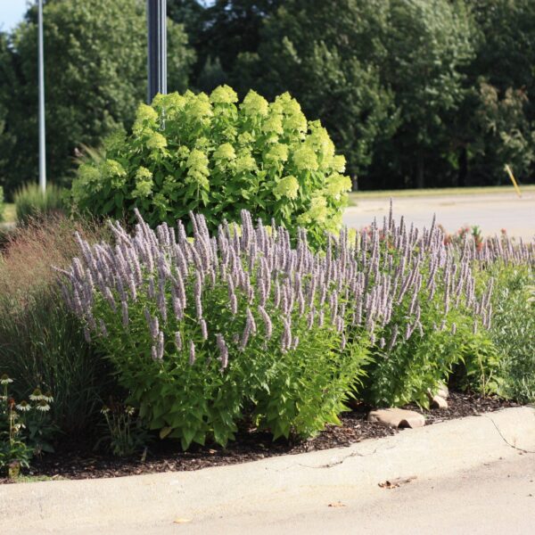 Agastache, Blue Fortune