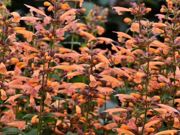 Agastache, Mango Tango