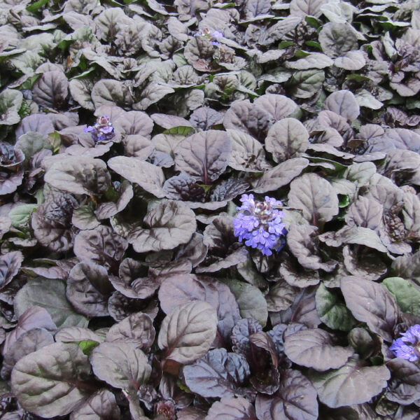 Ajuga, Black Scallop