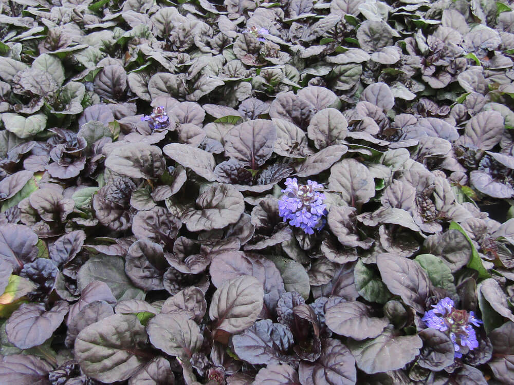 Ajuga, Black Scallop