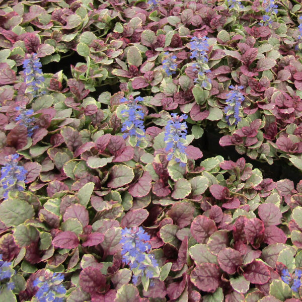 Ajuga, Burgundy Glow