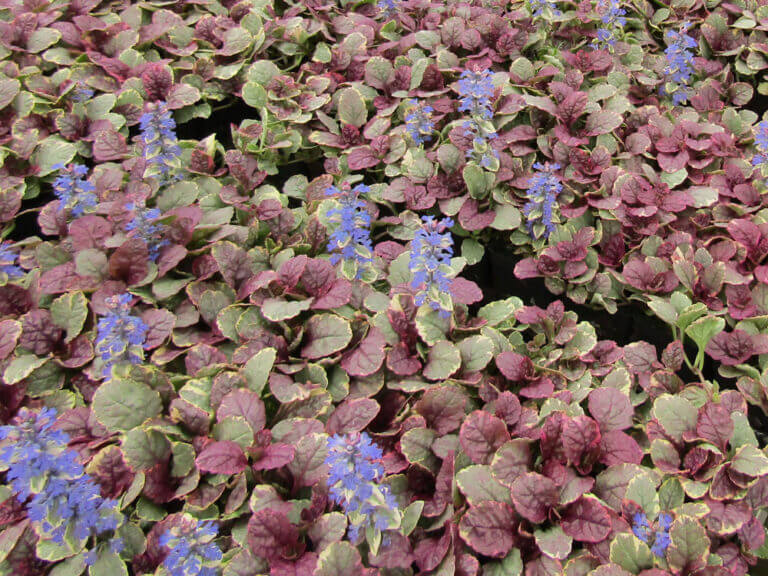 Ajuga, Burgundy Glow - Campbell's Nursery