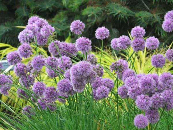 Allium, Medusa