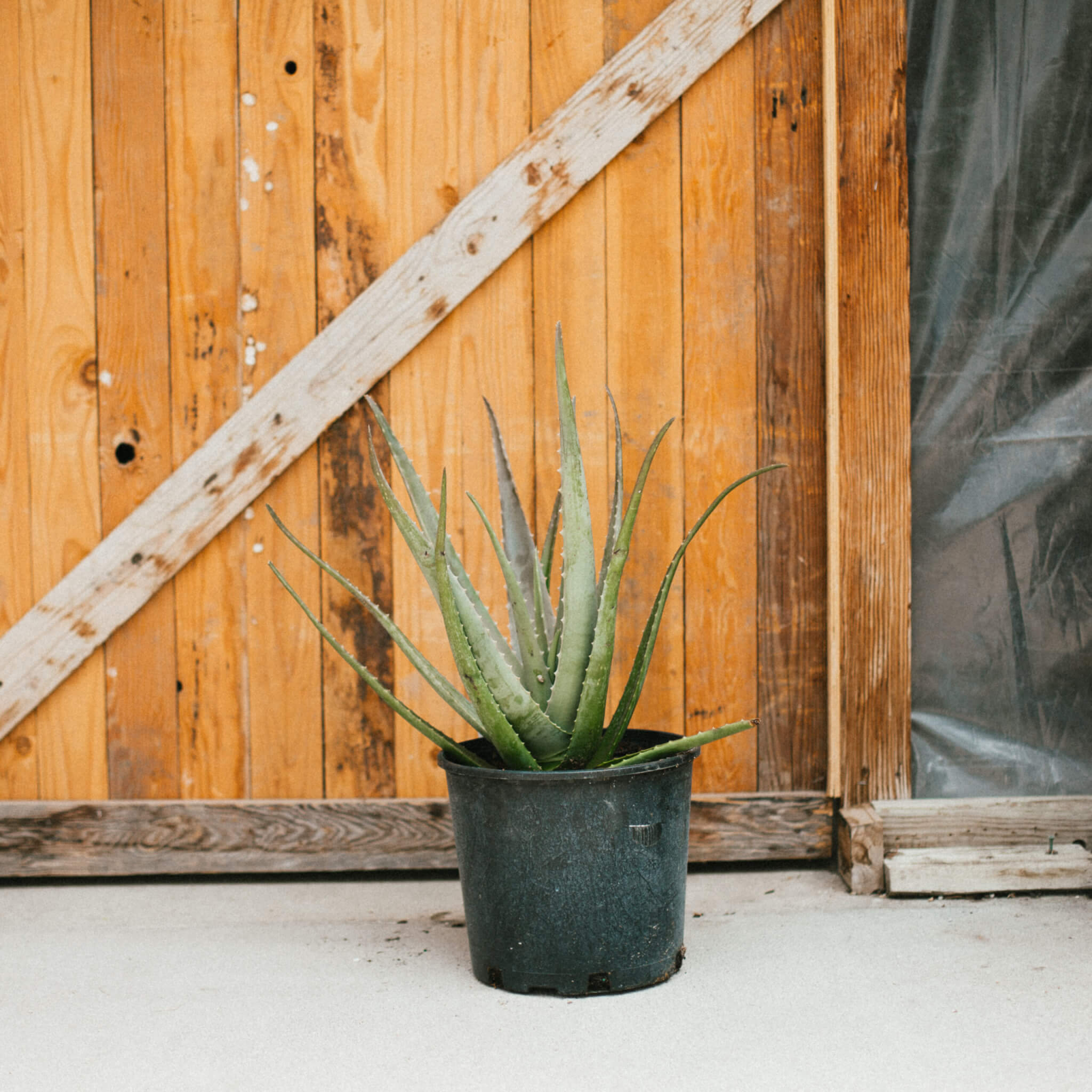 Aloe Vera