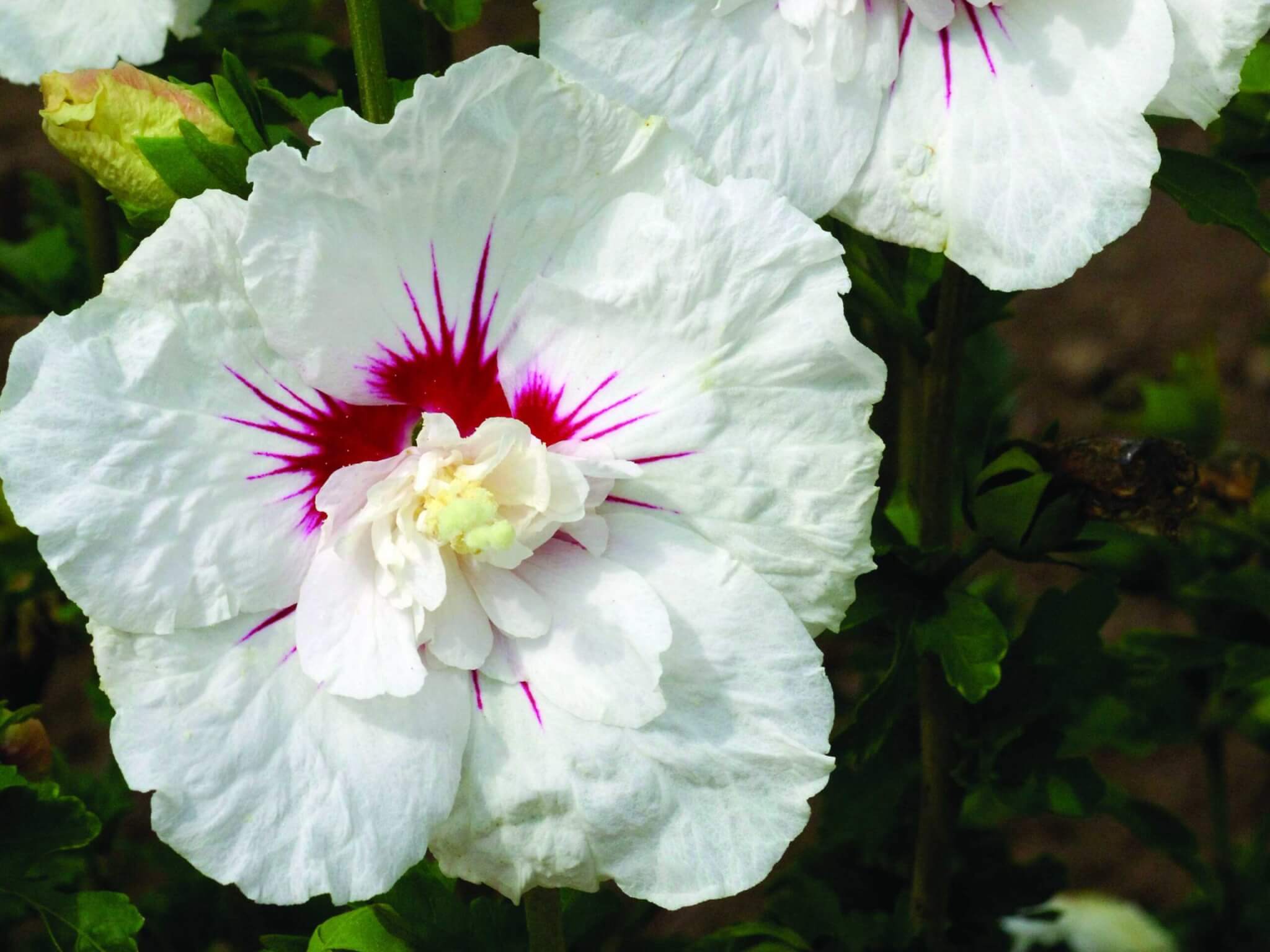 Althea, Bali
