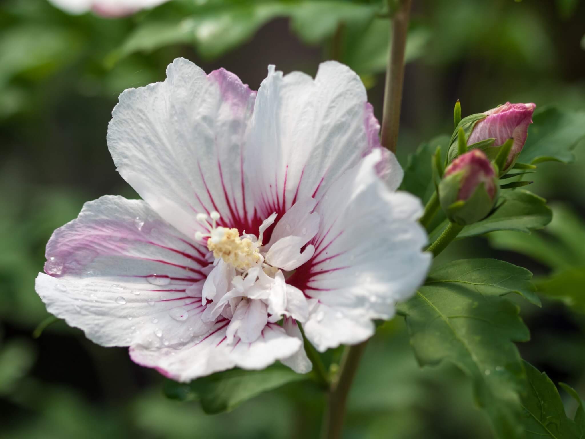 Althea, Fiji