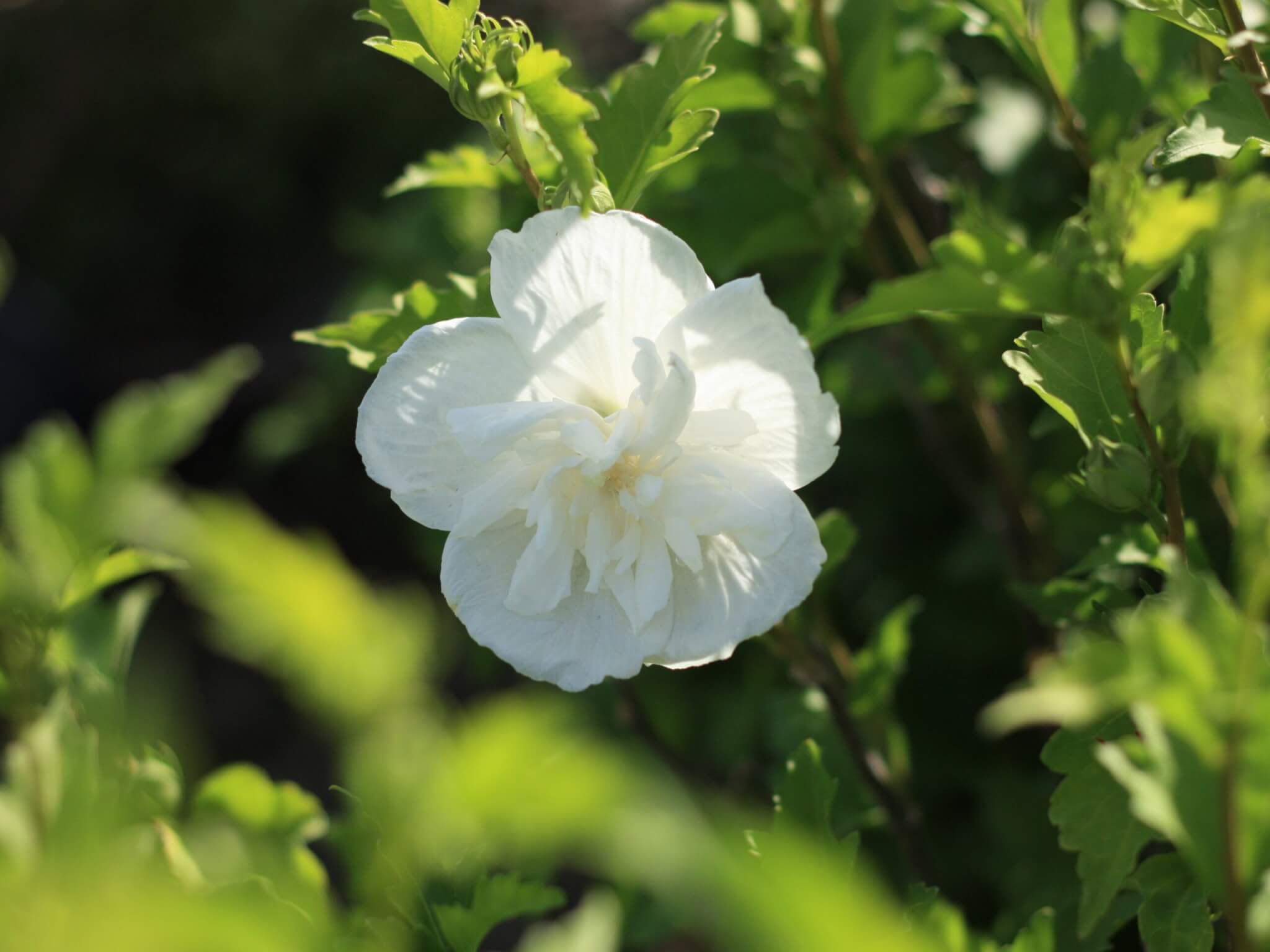 Althea, White Chiffon