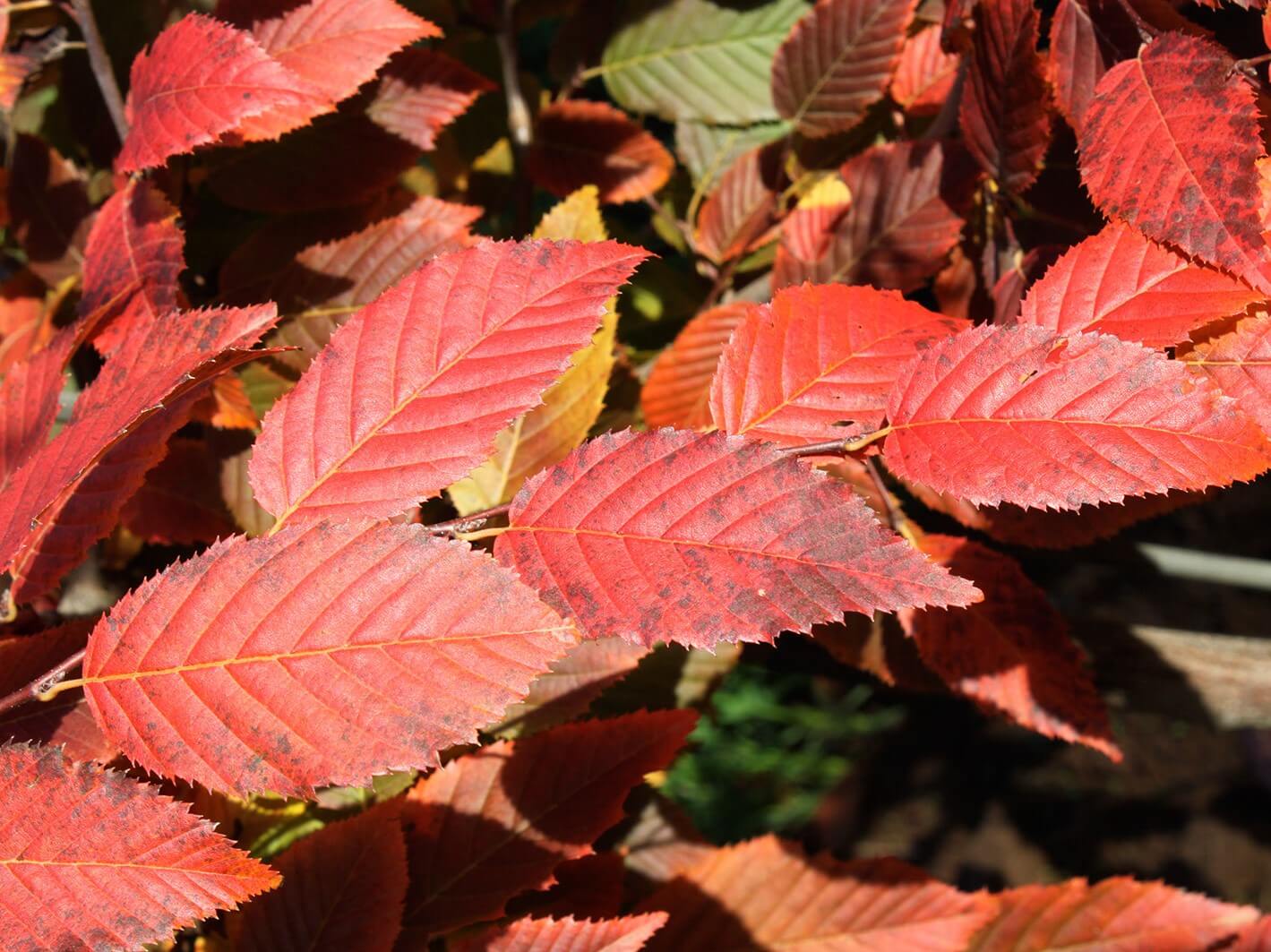 Hornbeam, American