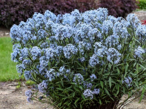 Amsonia, Storm Cloud