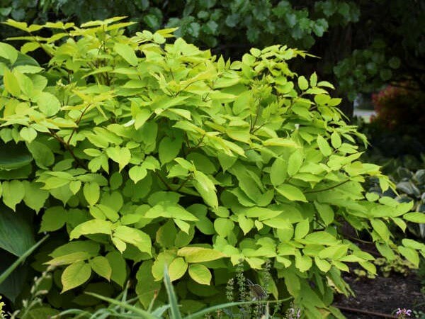 Aralia, Sun King