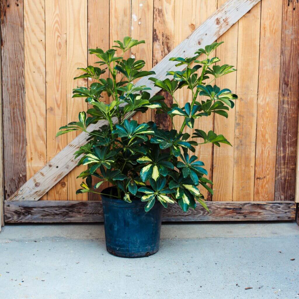 Arboricola, Gold Capella Campbells Nursery