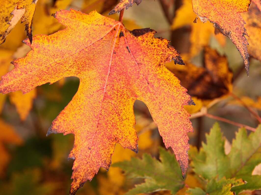 Maple, Red Armstrong Gold