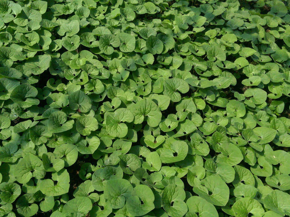 Ginger, Wild Canadian