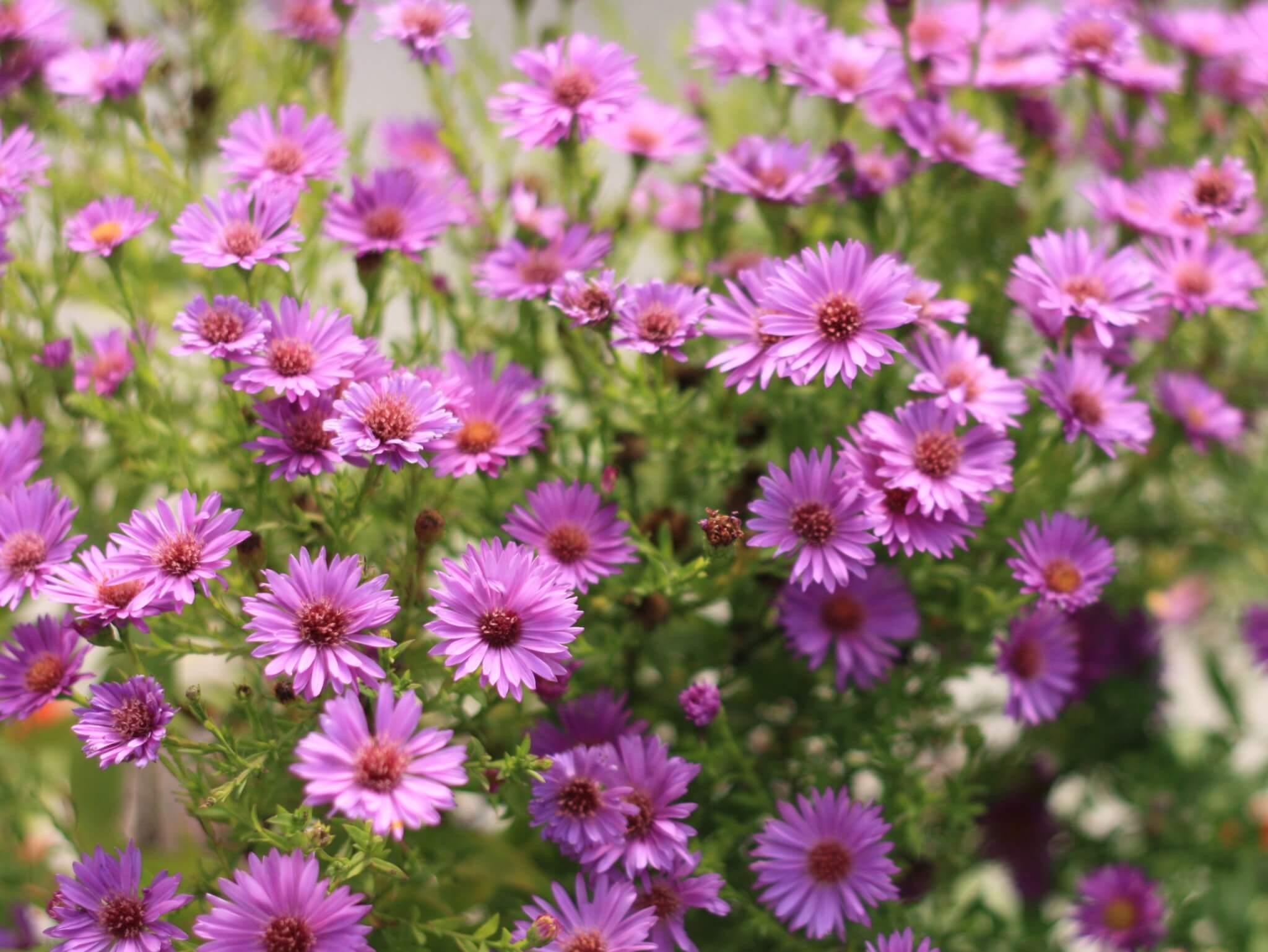 Aster, Wood's Purple