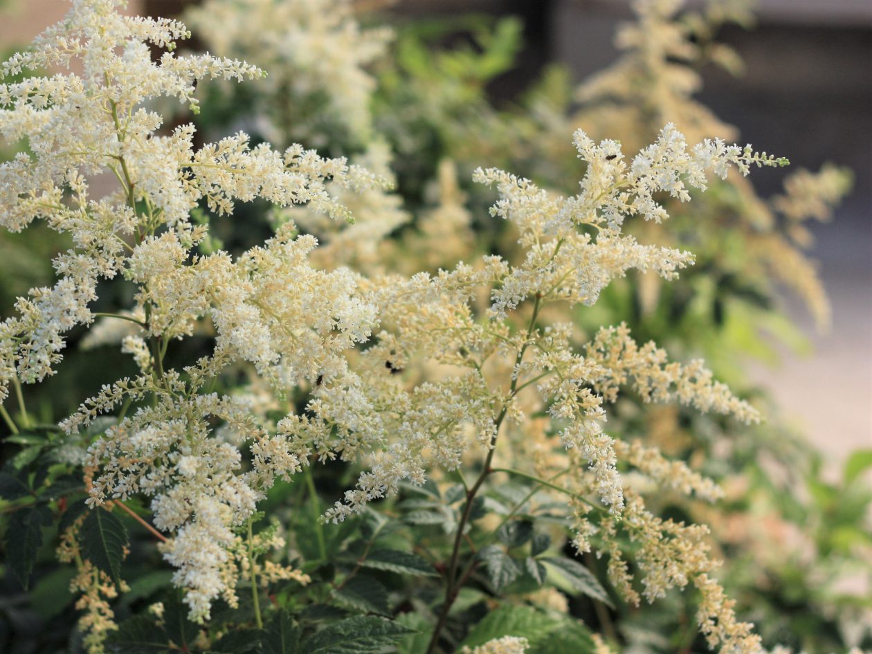 Astilbe, Bridal Veil Campbell's Nursery
