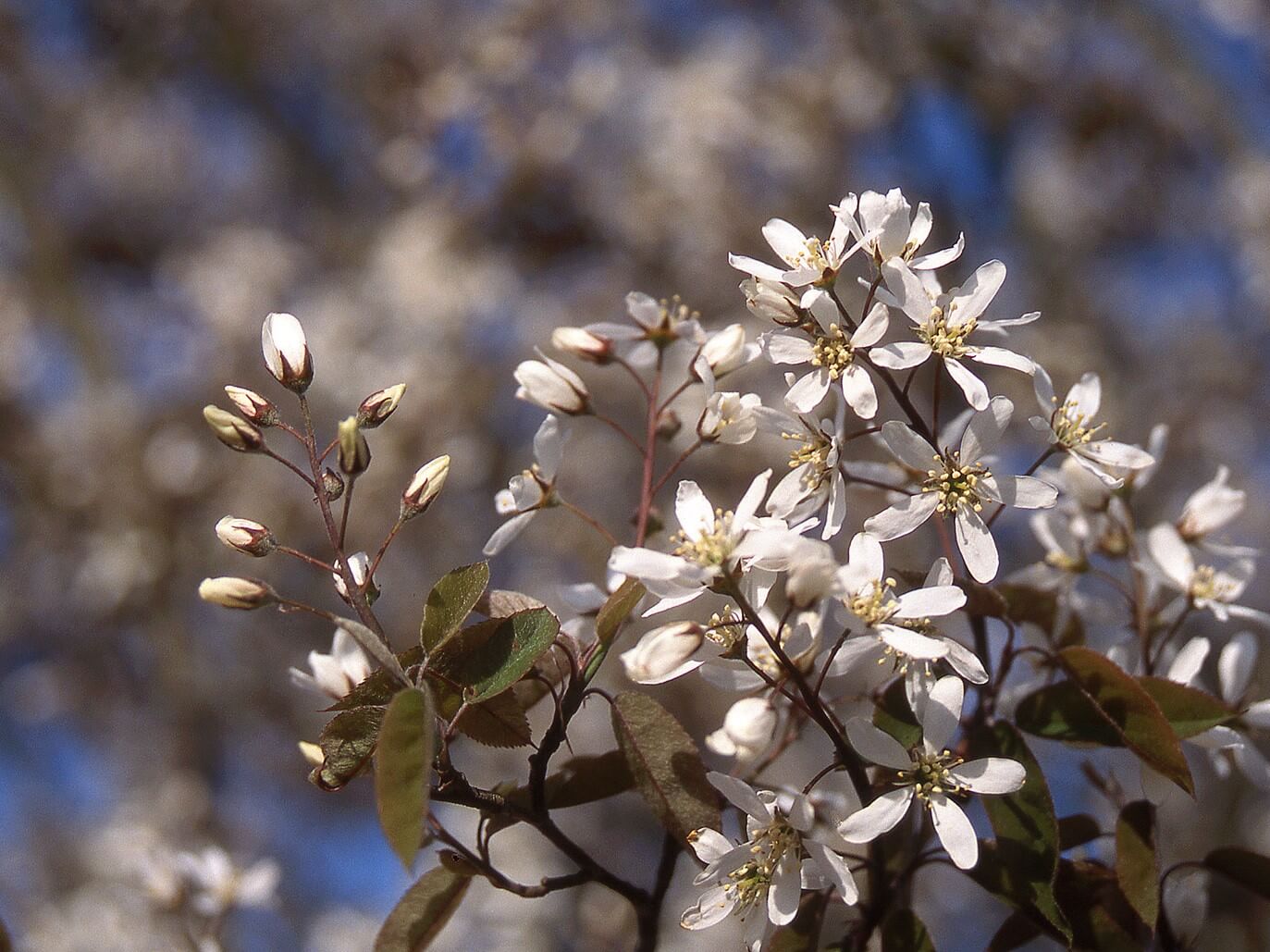 Serviceberry, Autumn Brilliance