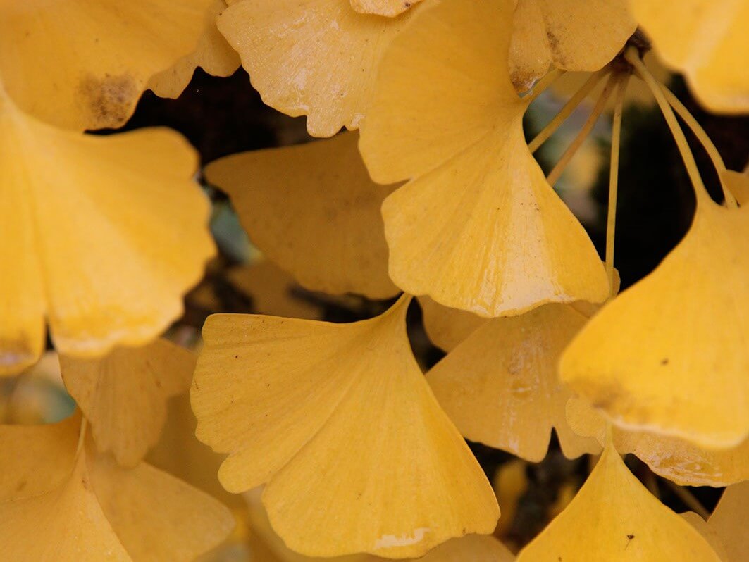 Ginkgo, Autumn Gold